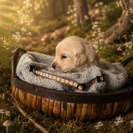 Boy 4 - Light golden male Golden Retriever puppy in Ormond Beach, Florida from Sterling Run Retrievers