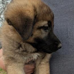 Odom's Heard a Rumor - Sable female German Shepherd puppy in Springtown, Texas from Odom's German Shepherds