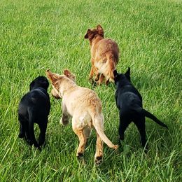 Golden Retriever and Labrador Retriever Puppies from Sutter Bay Retrievers
