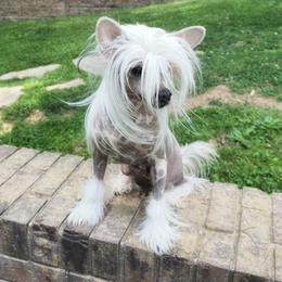 Hush Money - White and chocolate male Chinese Crested puppy in Henderson, Kentucky from Western Kentucky Chihuahua’s and Chinese Crested’s