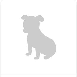 Boy 4 - Blue male Great Dane puppy in Greer, South Carolina from Divine Danes