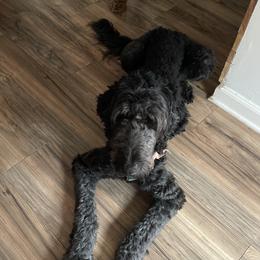 Cocoa - Labradoodle