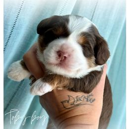 Tobalarone (Toby) - Red tri-color male Aussiedoodle puppy in Cortez, Colorado from Sassy Pants Pups