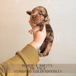 Pumpkin Pie - Merle male Goldendoodle puppy in Soddy Daisy, Tennessee from The W Doods