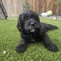 Midnight White - Black female Labradoodle puppy in Commerce City, Colorado from Playful Paws Labradoodles