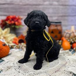 Jade - Black female Goldendoodle puppy in Lisbon, Ohio from Willow Lane Doodles