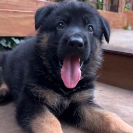 German Shepherd Puppies from AB_Elite_GSD