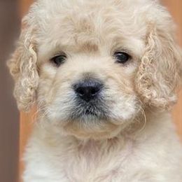 Cockapoos from Von Schafer Kennel