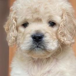Cockapoos from Von Schafer Kennel