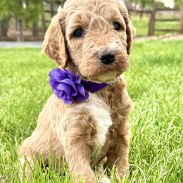 Sally - Apricot female Goldendoodle puppy in Monument, Colorado from Hilltop Goldendoodles