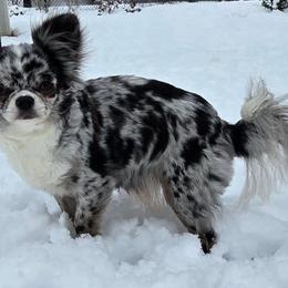Gia - Chihuahua
