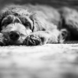 Goldendoodle and Poodle Puppies from Laura Harris