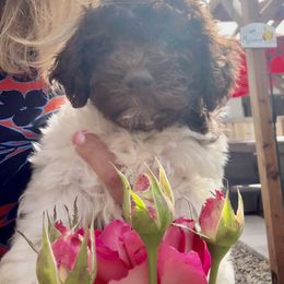 Lagotto Romagnolo Puppies from Anna’s Lagottos