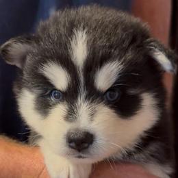Jake - Black and white male Pomsky puppy in Spring Hill, Florida from PDQ Pomskies