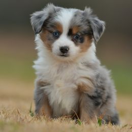 Wigeon - Blue merle female Toy Australian Shepherd puppy in Hartman, Arkansas from Southern Edition Aussies