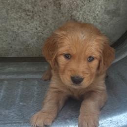 Golden Retriever Puppies from Bigfoot Goldens - AKC Registered Dark Red