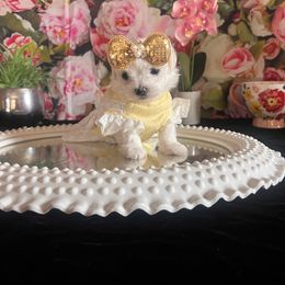 Assorted Doodle Crosses, Maltese, and Poodle Puppies from House of Poodles