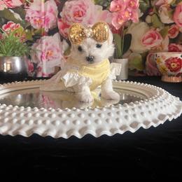 Assorted Doodle Crosses, Maltese, and Poodle Puppies from House of Poodles