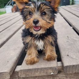 Boy 1 - Black and tan male Yorkshire Terrier puppy in Adams, North Dakota from Mathiasons Little Barkers