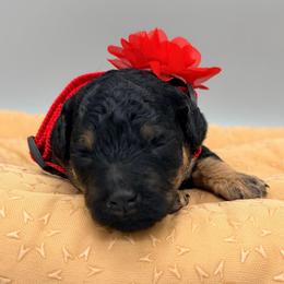 Skye - Phantom female Goldendoodle puppy in Cape Coral, Florida from Nay Nays Mini Doodles