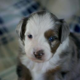 Lily - Blue merle female Miniature American Shepherd puppy in Chocowinity, North Carolina from Foxtail Hollow
