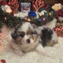 Dancer - Blue merle female Miniature Australian Shepherd puppy in Ola, Arkansas from Peaceful Acres