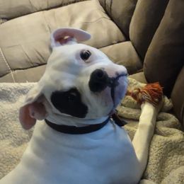 American Bulldog Puppies from Slayton's American Bulldogs
