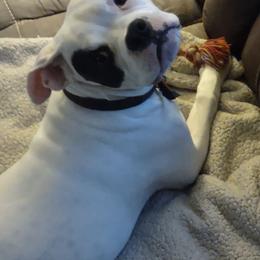 American Bulldog Puppies from Slayton's American Bulldogs