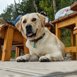 Bucky - Labrador Retriever
