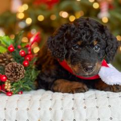 Schroeder - White and black male Bordoodle puppy in Tillamook, Oregon from Oregon Bordoodles