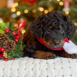 Schroeder - White and black male Bordoodle puppy in Tillamook, Oregon from Oregon Bordoodles
