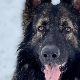 Shiloh Shepherds from Middle Earth Shilohs