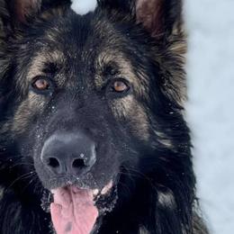 Shiloh Shepherds from Middle Earth Shilohs