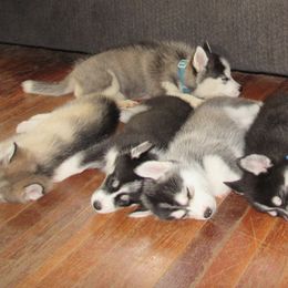 Pomskies from DnM Pomsky's of Mid Mo