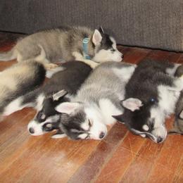 Pomskies from DnM Pomsky's of Mid Mo