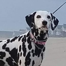 Trixie - Dalmatian
