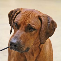 Milo - Rhodesian Ridgeback