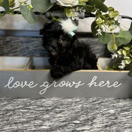 Heart - Black female Morkie puppy in Waldron, Arkansas from Kay’s Cutie Poos