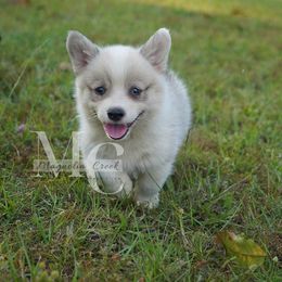 Mac - Fawn female Pembroke Welsh Corgi puppy in Straughn, Alabama from Magnolia Creek Corgis