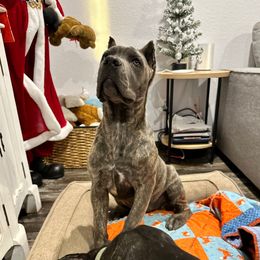 Mazikeen - Cane Corso