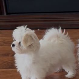 Maltese Puppies from California Marvalous Maltese