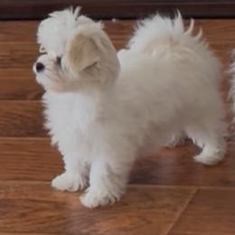 Maltese Puppies from California Marvalous Maltese