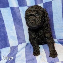 Onyx - Black male Cockapoo puppy in Sunset, Louisiana from Cano Cockapoos