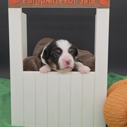 Rosie - Black and tan female Pembroke Welsh Corgi puppy in Dickeyville, Wisconsin from J&R Shepherds & Corgis