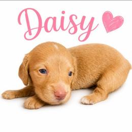 Daisy - Fawn (Isabella) female Dachshund puppy in Vacaville, California from SchmooterBabies
