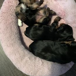 Yorkshire Terrier Puppies from Missy Lu Lap Puppies