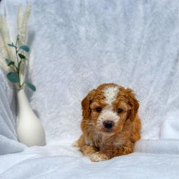 Simon-Peter - Apricot male Goldendoodle puppy in Urbana, Illinois from ZaraDoodles