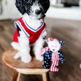 Iris - Black and white Bernedoodle puppy in Grants Pass, Oregon from Royal Empire Bernedoodles