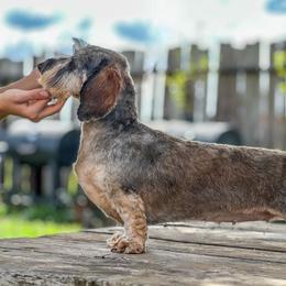 Ophelia - Dachshund