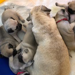 Pug Puppies from House of Briggs Pugs